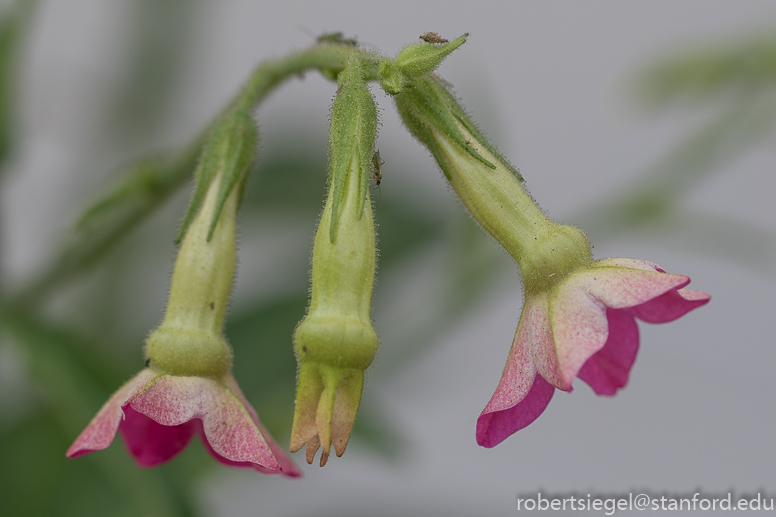 tobacco flower